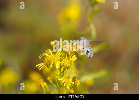 Hummingbird Hawk-Motte, Macroglossum stellatarum, Schmetterling im Flug, Fütterung von Blumen, Andalusien, Spanien. Stockfoto