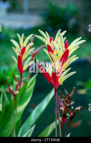 Zwei Papageienschnabelblumen, rote und gelbe Blüten Stockfoto