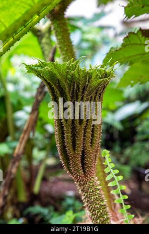Das auftauchende Blatt der Riesenpflanze Gunnera Manicata, auch bekannt als brasilianischer Riesenrhabarber, und invasive Arten, die im Süden Brasiliens beheimatet sind. Stockfoto