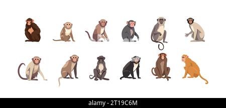 Affe Set flache Zeichentrickfilm isoliert auf weißem Hintergrund. Vektor-isolierte Abbildung Stock Vektor