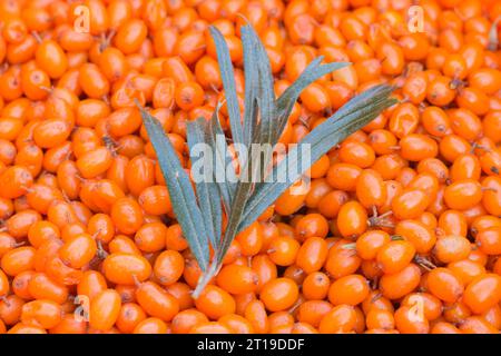 Nahaufnahme des Sanddorns (Hippophae Rhamnoides), des Hintergrundes von Früchten und Blättern Stockfoto
