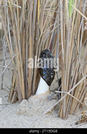 Sand Stinkhorn (Phallus hadriani) Fruchtkörper, wächst auf Sanddünen zwischen Marram Gras Eccles-on-Sea, Norfolk, Vereinigtes Königreich. September Stockfoto