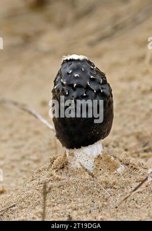 Sand Stinkhorn (Phallus hadriani) Fruchtkörper, wächst auf Sanddünen zwischen Marram Gras Eccles-on-Sea, Norfolk, Vereinigtes Königreich. September Stockfoto