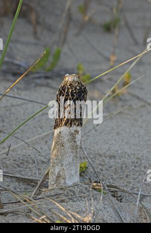 Sand Stinkhorn (Phallus hadriani) Fruchtkörper, wächst auf Sanddünen zwischen Marram Gras Eccles-on-Sea, Norfolk, Vereinigtes Königreich. September Stockfoto