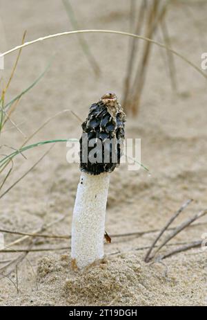 Sand Stinkhorn (Phallus hadriani) Fruchtkörper, wächst auf Sanddünen zwischen Marram Gras Eccles-on-Sea, Norfolk, Vereinigtes Königreich. September Stockfoto