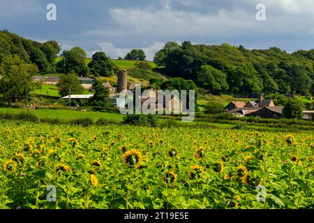 Sonnenblumen wachsen im Spätsommer auf einem Feld auf einer Farm in der Nähe von Ashover im Nordosten von Derbyshire England Großbritannien. Stockfoto