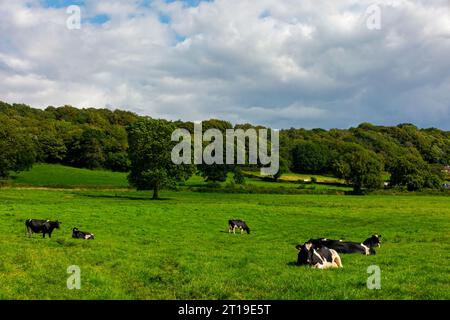 Milchkühe ruhen auf einem Feld in der Nähe von Ashover im Nordosten von Derbyshire England Großbritannien. Stockfoto