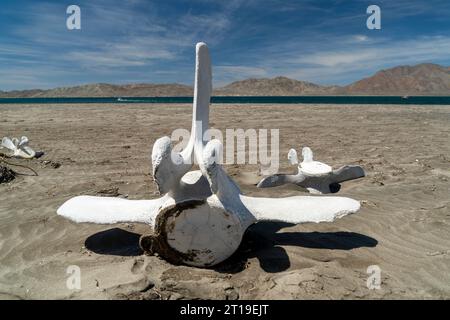 Grauwale Knochen Whalebones in der Bucht von San Ignacio Lagoon, Baja California, Mexiko Stockfoto