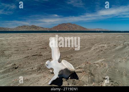 Grauwale Knochen Whalebones in der Bucht von San Ignacio Lagoon, Baja California, Mexiko Stockfoto