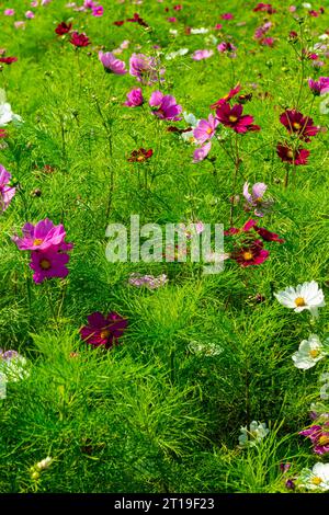 Rosafarbene, weiße, rote und violette Kosmos-Blüten, die im Sommer auf einem Feld wachsen. Stockfoto