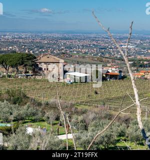 Weinberg in der Weinregion Frascati außerhalb von Rom, Italien Stockfoto