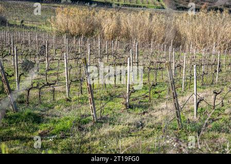 Weinberg in der Weinregion Frascati außerhalb von Rom, Italien Stockfoto