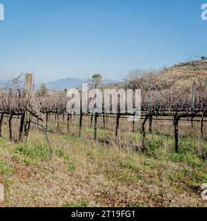 Weinberg in der Weinregion Frascati außerhalb von Rom, Italien Stockfoto