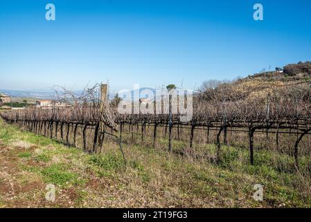 Weinberg in der Weinregion Frascati außerhalb von Rom, Italien Stockfoto