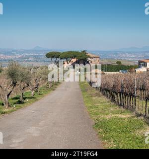 Weinberg in der Weinregion Frascati außerhalb von Rom, Italien Stockfoto