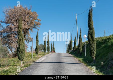 Weinberg in der Weinregion Frascati außerhalb von Rom, Italien Stockfoto