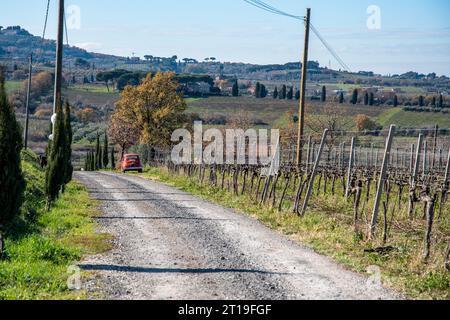 Weinberg in der Weinregion Frascati außerhalb von Rom, Italien Stockfoto