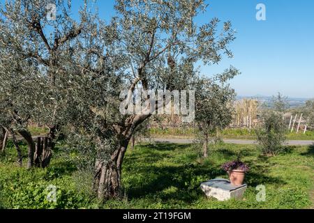 Weinberg in der Weinregion Frascati außerhalb von Rom, Italien Stockfoto