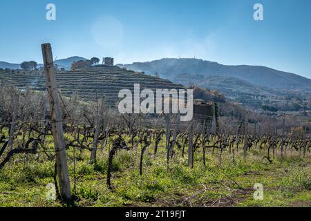 Weinberg in der Weinregion Frascati außerhalb von Rom, Italien Stockfoto