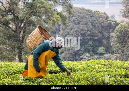 Ein Mann pflückt Tee auf einer Teefarm in Kenia. Das Hochland um Nairobi ist ein fruchtbarer Ort für diese Ernte. Stockfoto