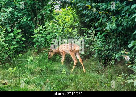 Ein Rehkitz (Baby) (Capreolus capreolus). Stockfoto