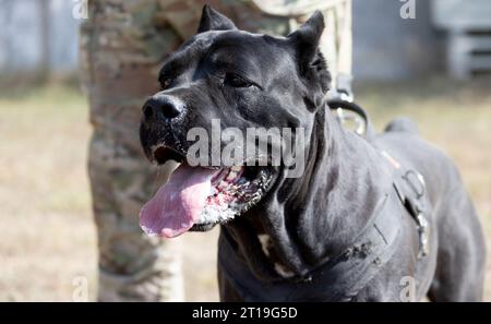 Porträt eines italienischen Mastiff Cane Corso. Schwarz-weiße italienische Mastiff Cane Corso im Freien. Gehtraining auf einem Ebenen Fahrerlager. Große Ro-Rasse Stockfoto