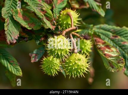 Mehrere, noch unreife Früchte auf dem Kastanienbaum, mit Schäden durch den Laubbergmann Stockfoto