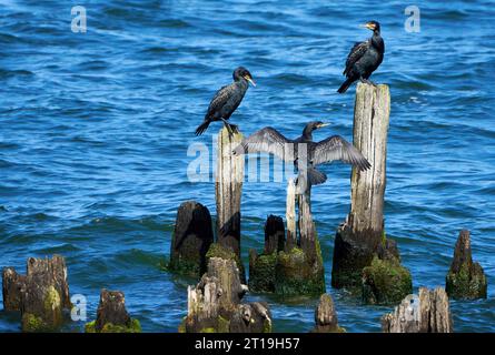 Drei große Kormorane (Phalacrocorax carbo) sitzen auf alten verwitterten Kühnen im Meer, einer mit gespreizten Flügeln Stockfoto