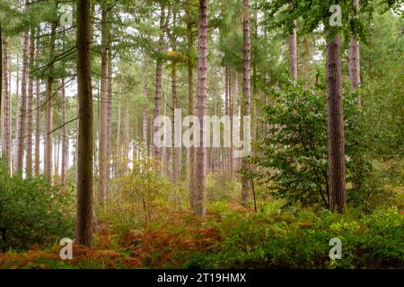 Nadelbäume im Herbst im Delamere Forest Cheshire England Großbritannien Stockfoto