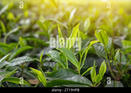 Teepflanzenspitzen im Sonnenlicht. Konzentrieren Sie sich auf die junge V-förmige Spitze, die für die Herstellung von schwarzem Tee geerntet wird. Nairobi, Kenia. Stockfoto