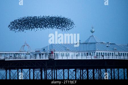 Tausende von Starlingen kehren aus der ganzen Landschaft von Sussex zurück, um sich auf den Brighton Piers niederzuschlagen. Die spektakulären Murrationen können überall entlang der Küste zwischen den Piers in der Abenddämmerung in den Herbst- und Wintermonaten beobachtet werden. Der Anblick tausender Starlinge, die in perfekter Form über den Himmel fliegen, ist eines der unglaublichsten Tierphänomene Großbritanniens. Stockfoto