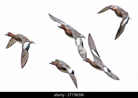 Wigeon (Anas penelope) Norfolk Oktober 2023 Stockfoto