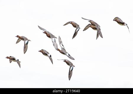 Wigeon (Anas penelope) Norfolk Oktober 2023 Stockfoto