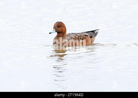 Wigeon (Anas penelope) Norfolk Oktober 2023 Stockfoto