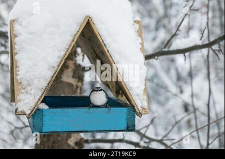 Im Winterwald hängen schneebedeckte Vogelfutterhäuschen aus Holz und ein Nuthatch Stockfoto