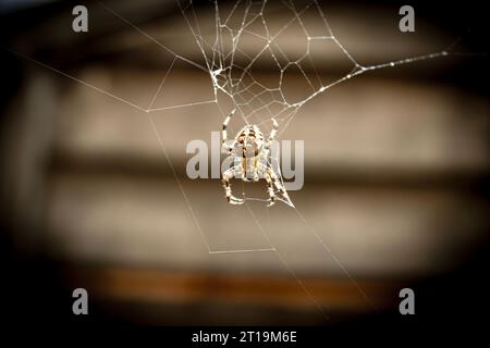 Spinne im Netz - Makroaufnahme einer Spinne auf strahlenden Netzfäden Stockfoto