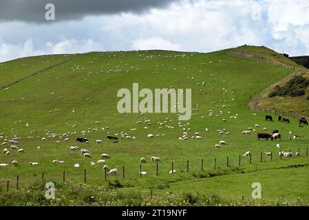 Schafe und Kühe weiden auf einem Hügel im Tweed Valley, Walkerburn, Schottland. Stockfoto