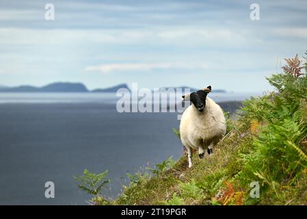 Auf der Isle of Skye sucht ein Schaf in der Nähe des Dorfes Duntulm den Fotografen. Stockfoto