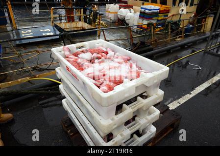 Nach einem Feldzug auf See entlädt ein Trawler seinen Fang im schottischen Hafen von Ullapool. Stockfoto