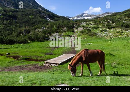 Pferd auf grünem Gras auf Wanderweg in der Nähe der Vihren Hütte im bulgarischen Pirin-Gebirge, Ausgangspunkt für viele Wanderungen im Pirin-Nationalpark bei Bansko Stockfoto