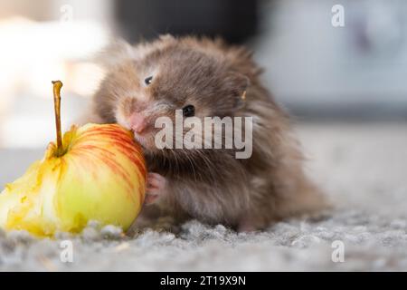 Lustiger, flauschiger syrischer Hamster mit Appetit isst Apfel, stopft ihm die Wangen. Futter für ein Nagetier, Vitamine. Nahaufnahme Stockfoto