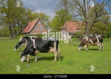 Schwarzbunte Milchkühe auf der Weide, Niedersachsen, Deutschland Stockfoto