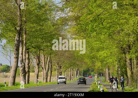 Baumallee im Frühling, Celler Straße zwischen Uelzen und Holdenstedt, Niedersachsen, Deutschland Stockfoto