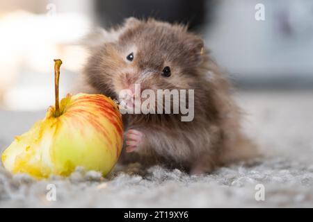 Lustiger, flauschiger syrischer Hamster mit Appetit isst Apfel, stopft ihm die Wangen. Futter für ein Nagetier, Vitamine. Nahaufnahme Stockfoto