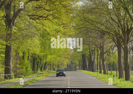 Baumallee im Frühling, Celler Straße zwischen Uelzen und Holdenstedt, Niedersachsen, Deutschland Stockfoto