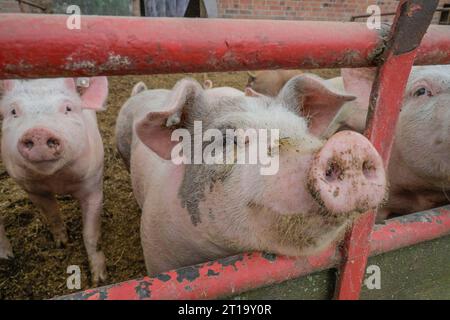 Hausschweine, Stall, Niedersachsen, Deutschland Stockfoto