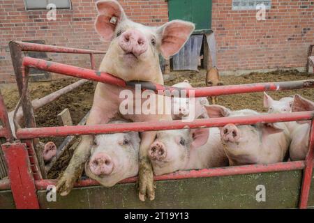 Hausschweine, Stall, Niedersachsen, Deutschland Stockfoto