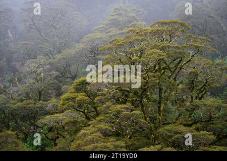 Regenwaldbäume an der Wasserscheide im Fiordland National Park, Südinsel, Neuseeland. Stockfoto