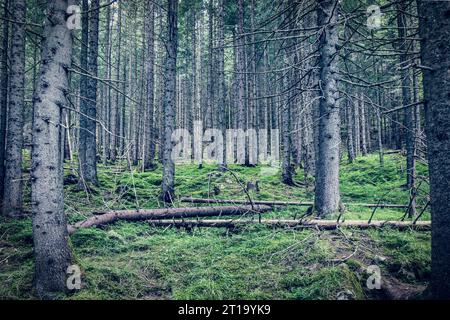 Wald am Hang im polnischen Tatra-Gebirge Stockfoto