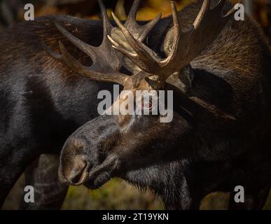 Bullenelche am Gibbon River im Yellowstone-Nationalpark, Wyoming. Stockfoto